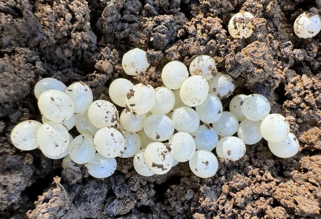 Comment se reproduisent les escargots et à quelle période — free download